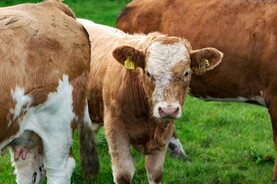 Balancing payments for BISS, CRISS and CISYF announced Balancing payments for BISS, CRISS and CISYF announced