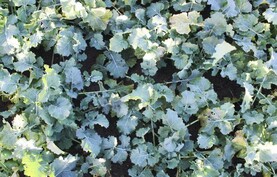 Tillage Management: costs, returns and oilseed rape Tillage Management: costs, returns and oilseed rape