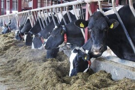 NI milk prices push ahead of Britain NI milk prices push ahead of Britain