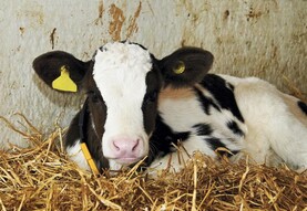 New 'high-skim' Flourish Calf from Volac New 'high-skim' Flourish Calf from Volac