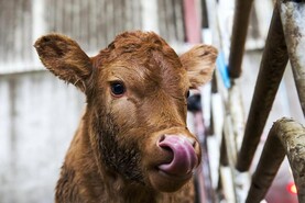 Payments under 2024 Beef Welfare Scheme begin to issue Payments under 2024 Beef Welfare Scheme begin to issue