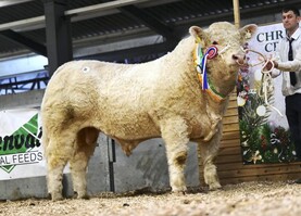 SCEP ‘ineligible’ bull causes stir at Charolais 'Christmas Cracker' SCEP ‘ineligible’ bull causes stir at Charolais 'Christmas Cracker'