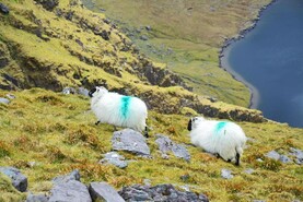 €241m payments under ANC scheme commence €241m payments under ANC scheme commence