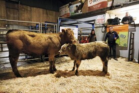 Beef Management: breeding indoors and looking after first calving heifers Beef Management: breeding indoors and looking after first calving heifers
