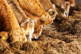 Positive indications for beef and sheep incomes