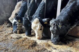 NI Trends: sellers market as demand for beef strengthens; lamb quotes on 670p/kg NI Trends: sellers market as demand for beef strengthens; lamb quotes on 670p/kg