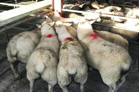 Sheep mart comment: finished lambs break €200 mark Sheep mart comment: finished lambs break €200 mark