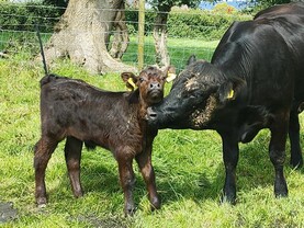 Suckler scheme put back to April 2025 Suckler scheme put back to April 2025