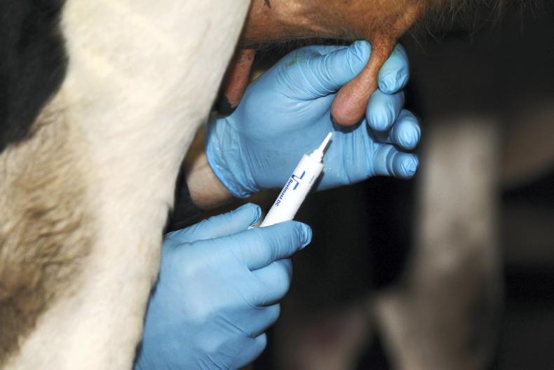 Dairy Management: top tips for drying off cows