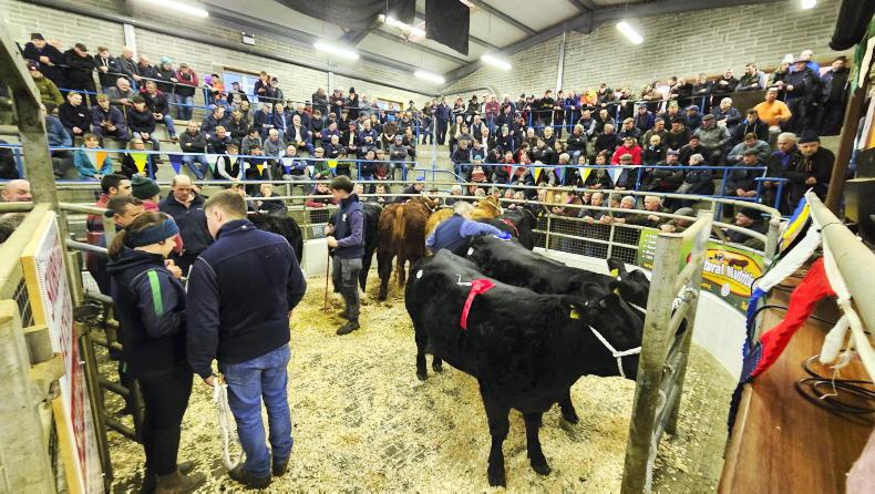 Camera at the Mart: shooting the lights out at Skibbereen fatstock sale
