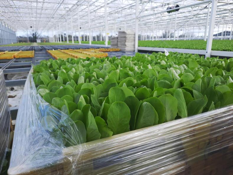 Horticulture innovation and diversification schemes open