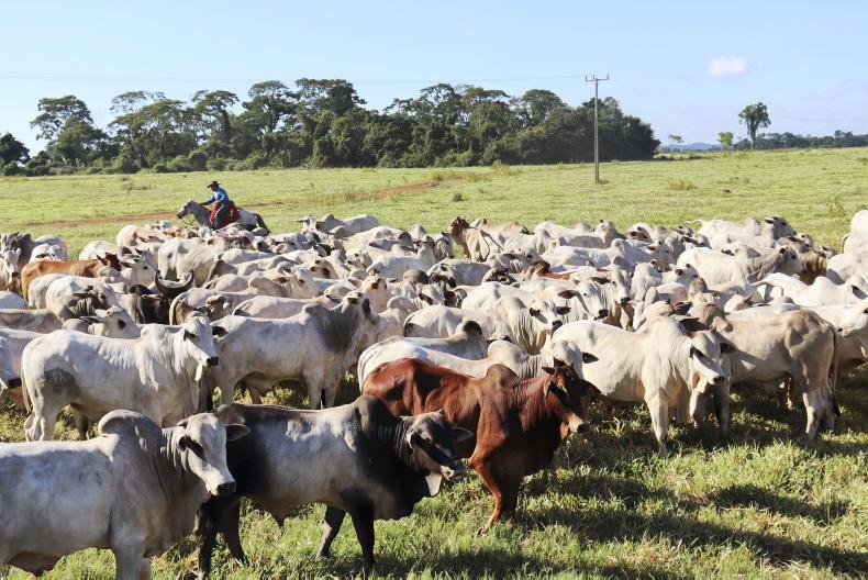 Watch: farmers protest against Mercosur deal in Brussels 