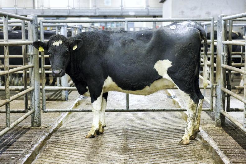 Camera at the Mart: high milk solids driver of dairy sale