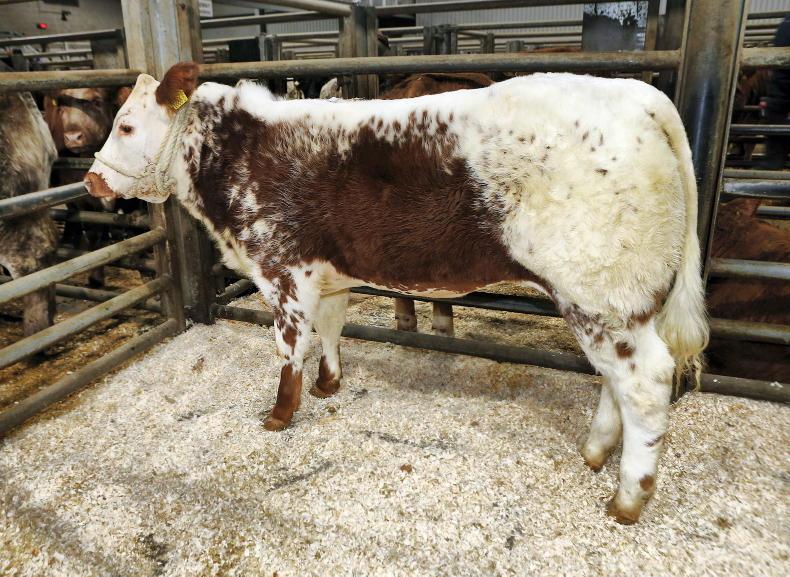 In pictures: weanlings serve up festive cheer at Markethill Mart