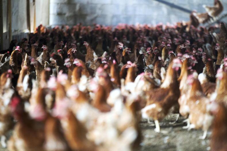 Farmers on red alert to stave off bird flu