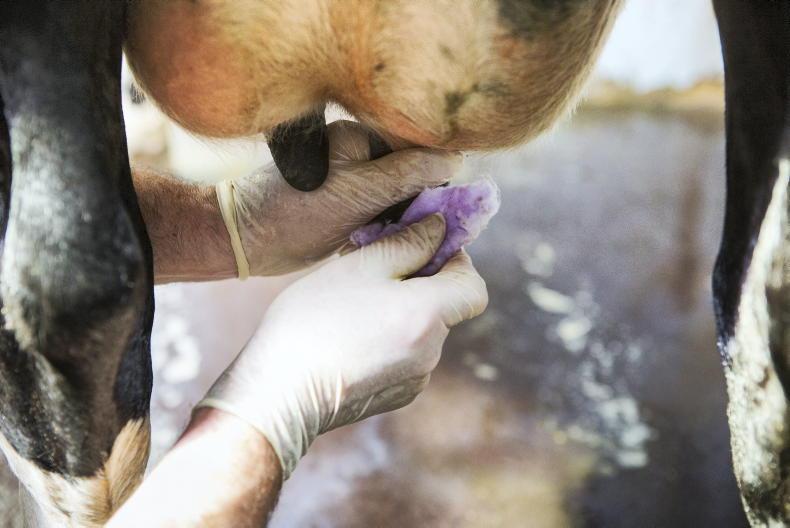 Dairy Management: drying off cows and preparing for spring