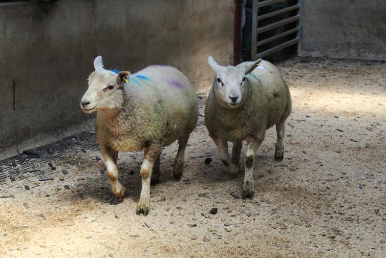 Tight supplies to underpin lamb prices in 2025