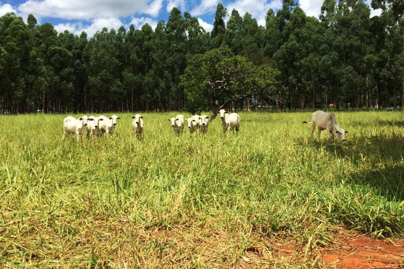 ‘Landmark deal’ - Brazilian and Argentinian farmers react to Mercosur agreement