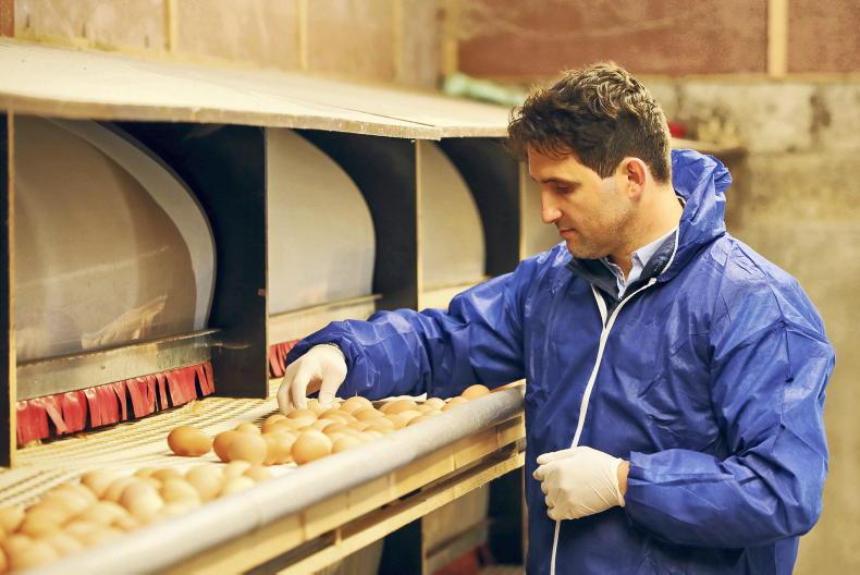 Healthy hens, longer lay with MSD