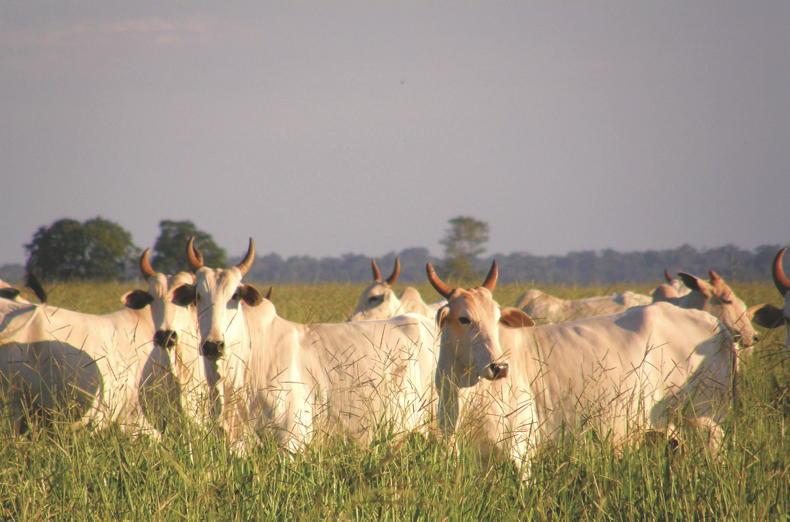 Mercosur ‘not a cars-for-beef swap’ 