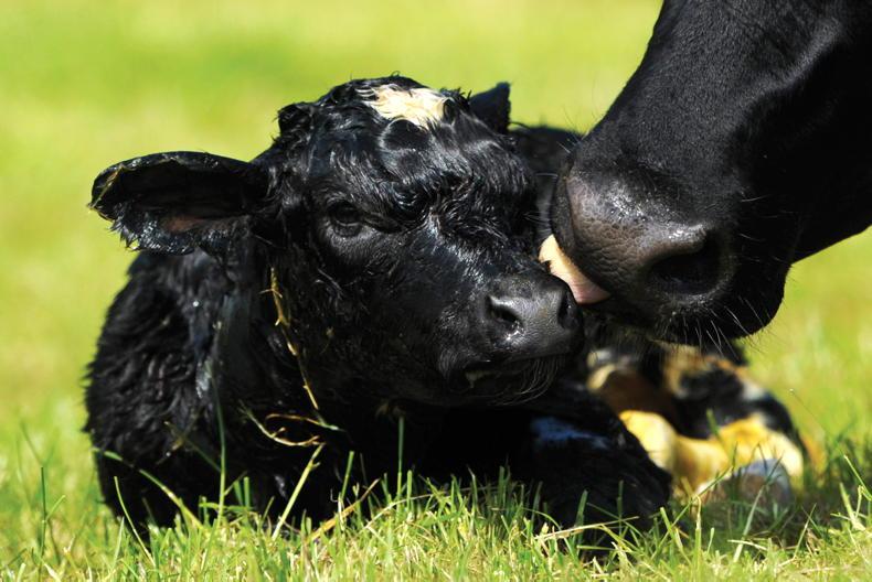 CalfCare ’25 roadshow to promote calf health and good calf rearing practices