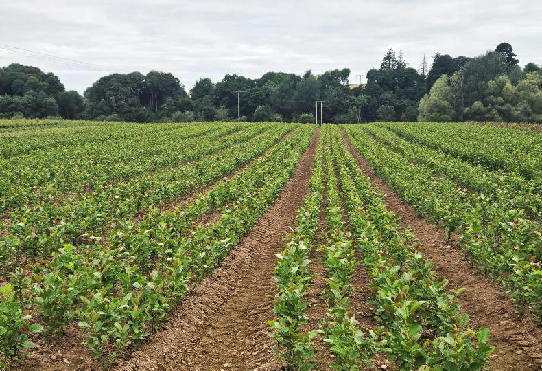Grants of €250,000 available for forest nurseries