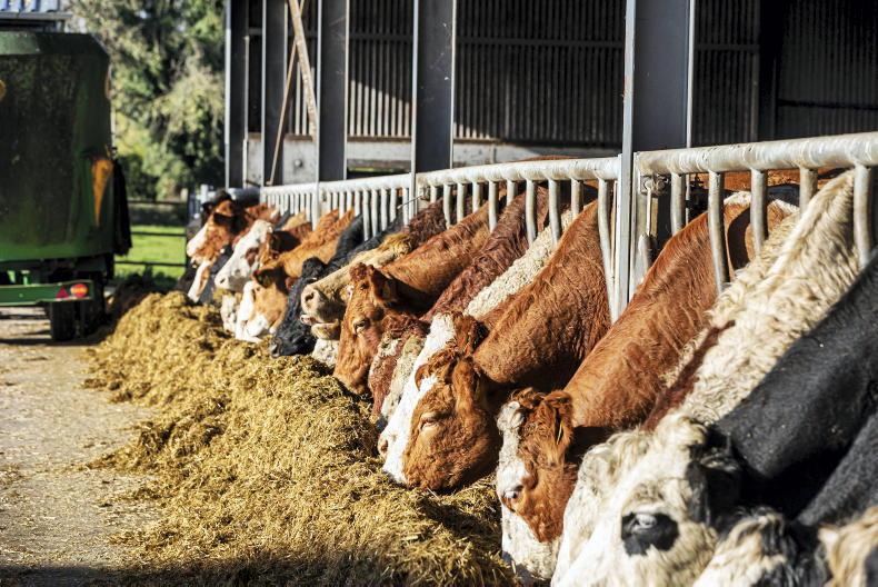 NI Trends: demand drives cattle quotes to 508p/kg; lambs trading at 700p/kg  