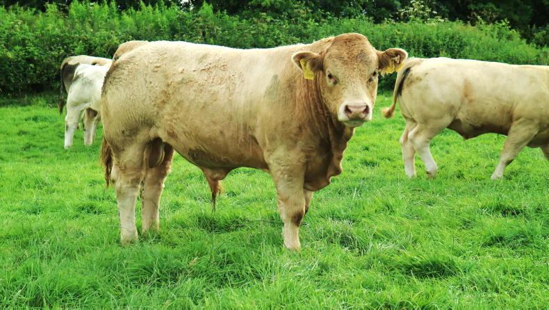Martbids Database: Charolais crowned king of the ring in 2024