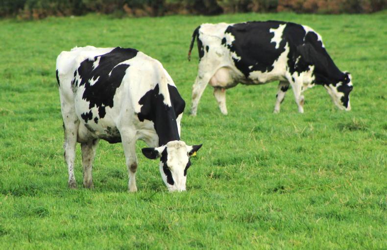 Sharp decline in new entrants to dairying