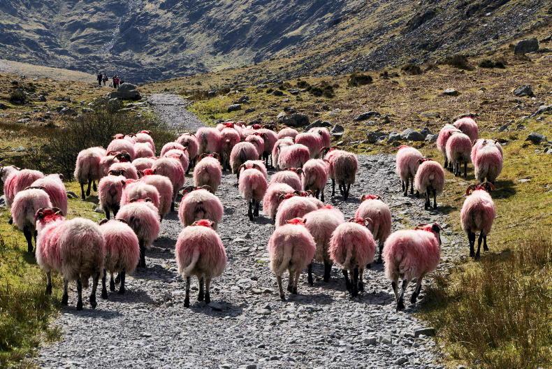 Sheep management: nitrates rules, culling ewes and hill ram DNA samples
