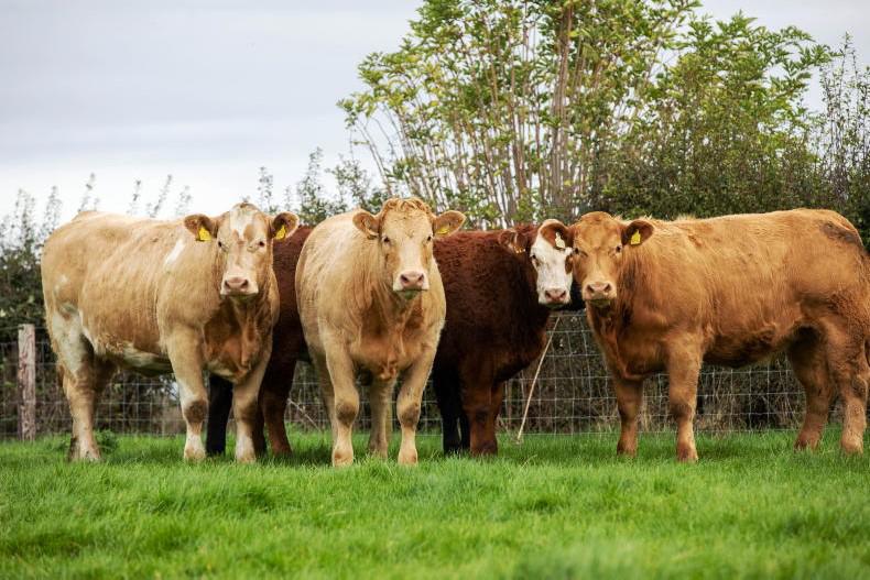 Through the camera lens on Tullamore Farm