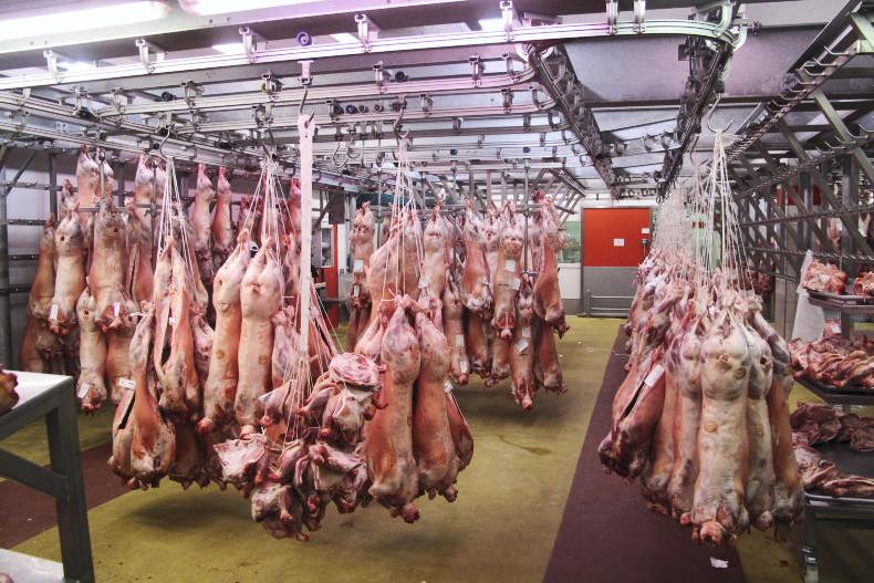 Sheep Trends: lamb quotes increase by 10c/kg