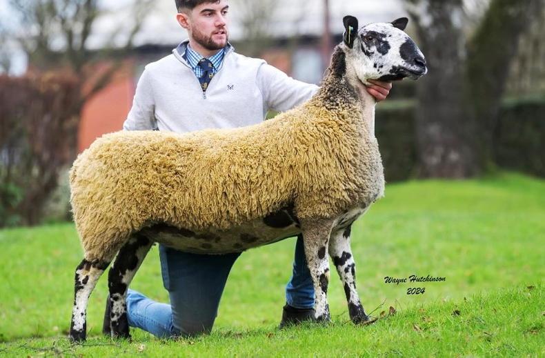 Carry House flock breaks Bluefaced Leicester female record at 15,000gns