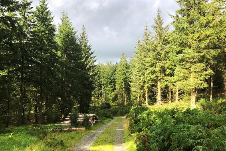 2024 forestry target falls well short with just 1,573ha planted