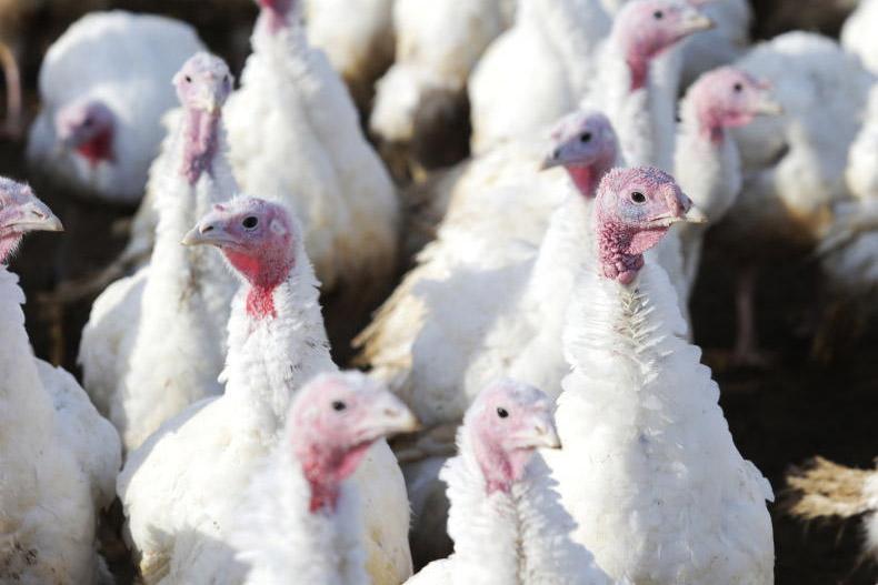 Funding for local food projects announced
