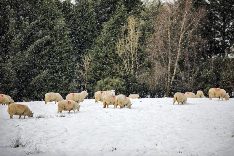 Weather conditions are having a 'serious impact' on farmers - IFA