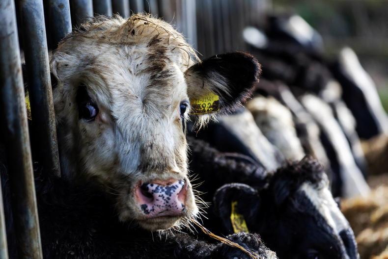 585p/kg being paid for beef in Scotland