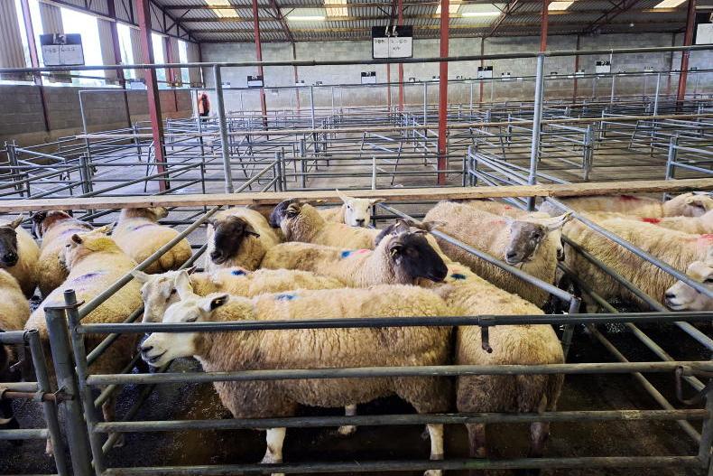 Sheep mart prices: weather challenges boost competition levels