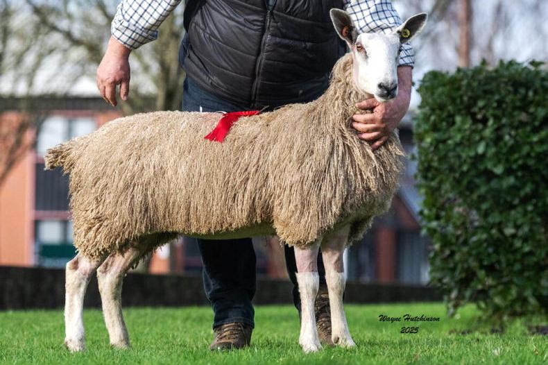 Kirkstead flock tops Carlisle Blue Belles at 5,000gns 