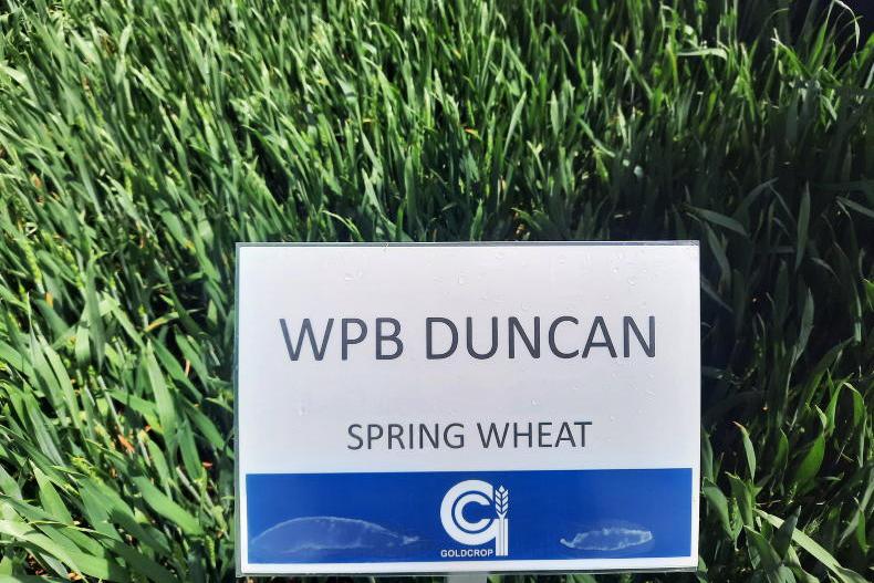 Steady spring wheat varieties listed
