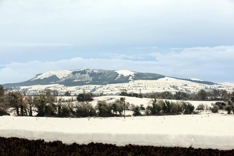 Watch: sheep dug out of snow drifts on the Galtees