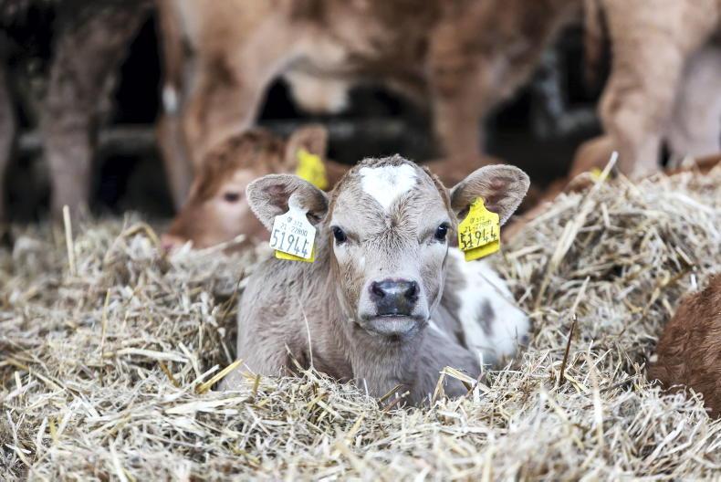 Highest number of births last February