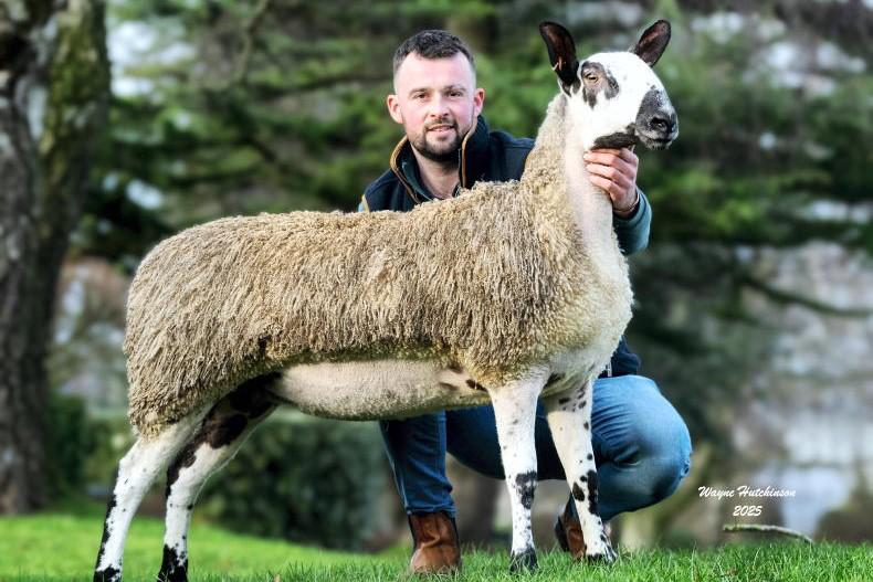 Classy Lassies and Blue Belles start the Bluefaced Leicester sales of 2025