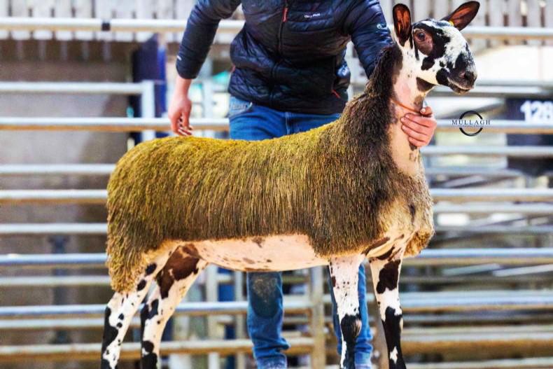 Bluefaced Leicester females take the Ballymena Livestock Market by storm 