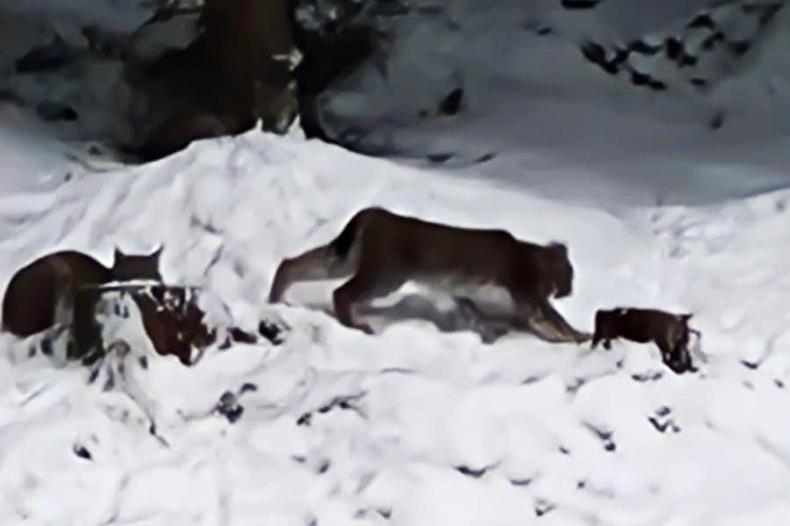 Lynx releases were ‘rogue rewilding’