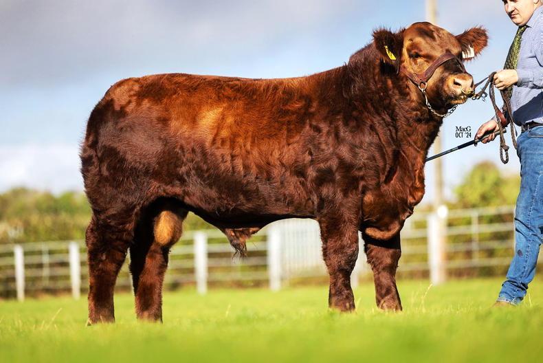 Lots of positivity among pedigree cattle breed societies for 2025