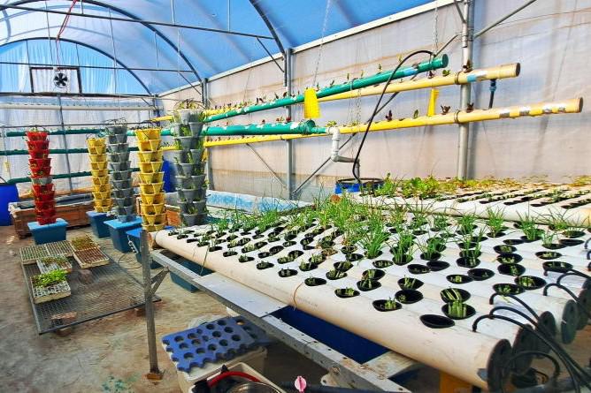 ‘The roof in the refugee centre is their only space to grow food’