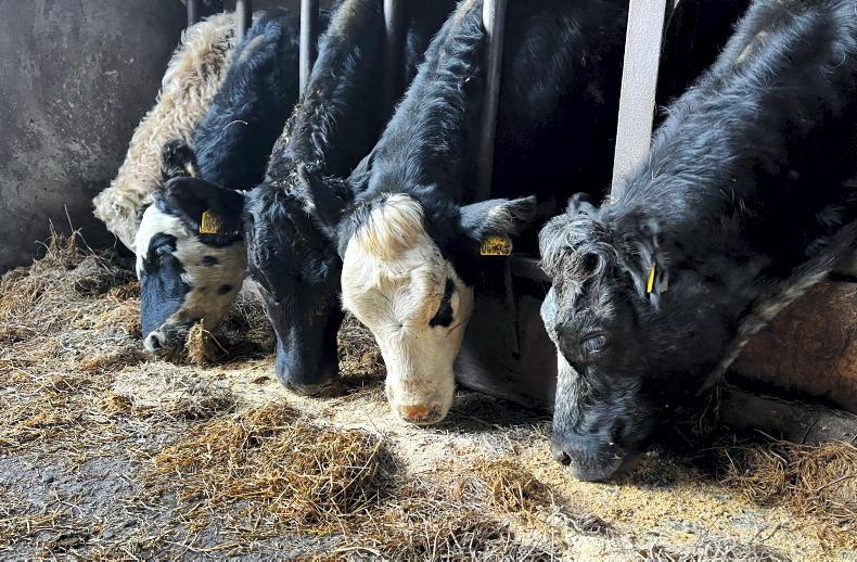NI Trends: cattle prices continue to rise; live trade sets pace on hoggets 