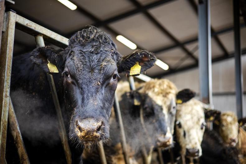 CBV now free on HerdPlus