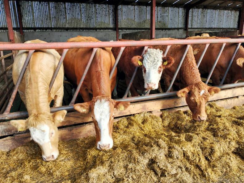 Record cattle kill confirmed in 2024